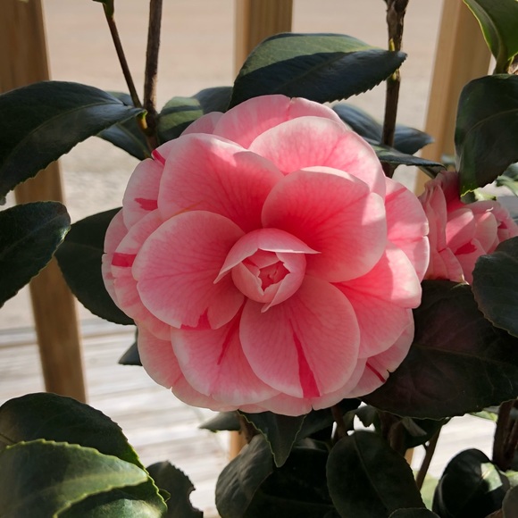 Meet your Posher, Rachel - Picture 1 of 1